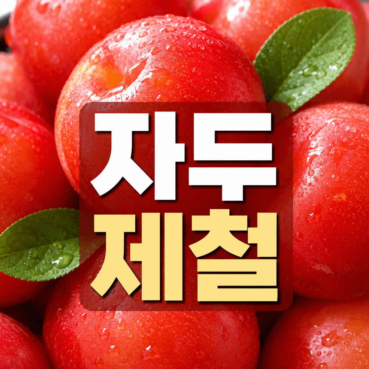자두 제철