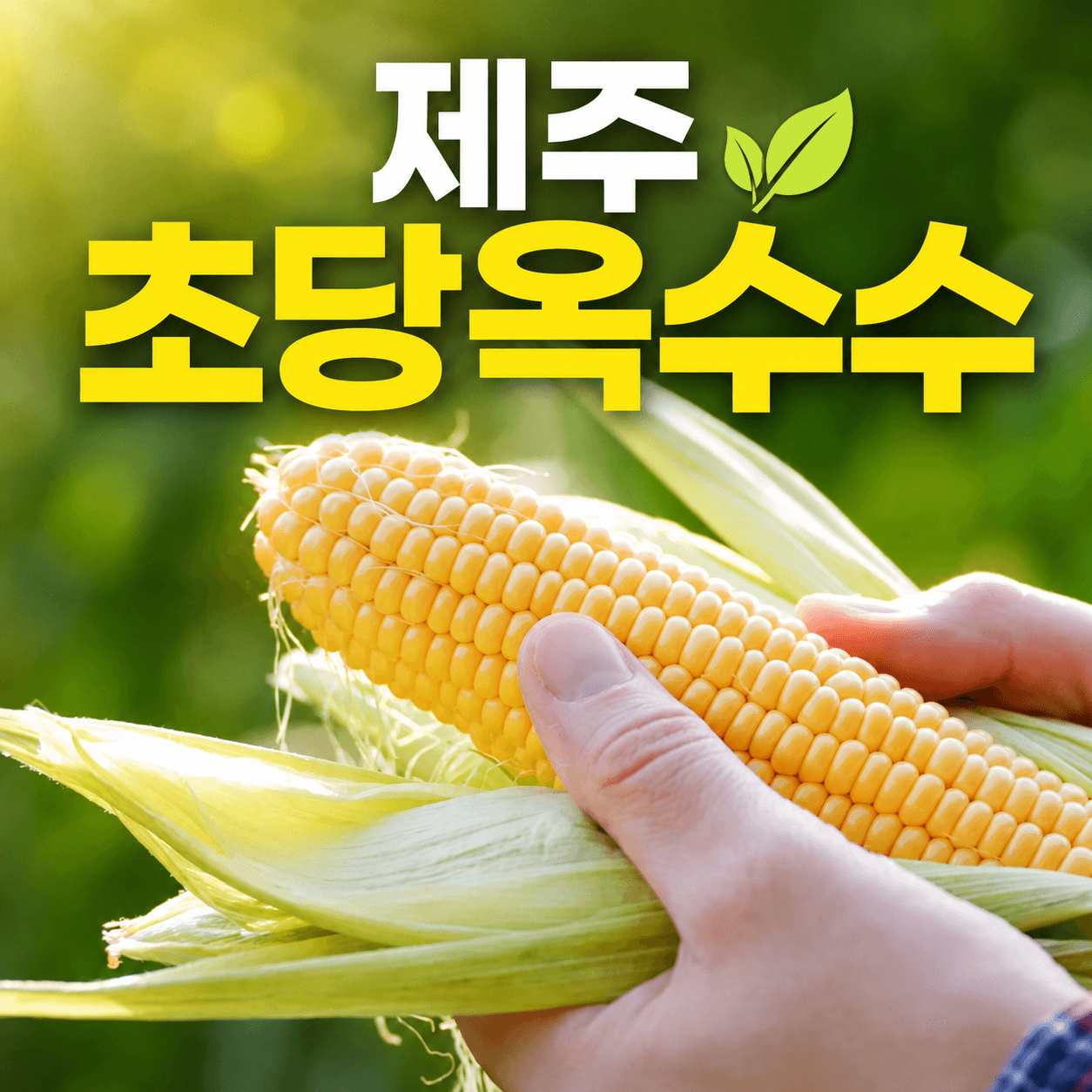 제주 초당옥수수